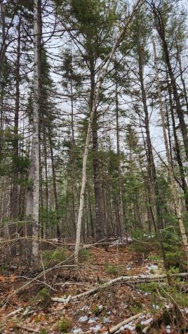 Lot 007 Old County Road Mariaville ME 04605