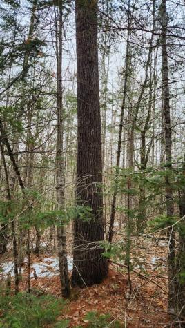 Lot 007 Old County Road Mariaville ME 04605