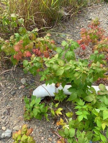 1429 Cutler Road Cutler ME 04626