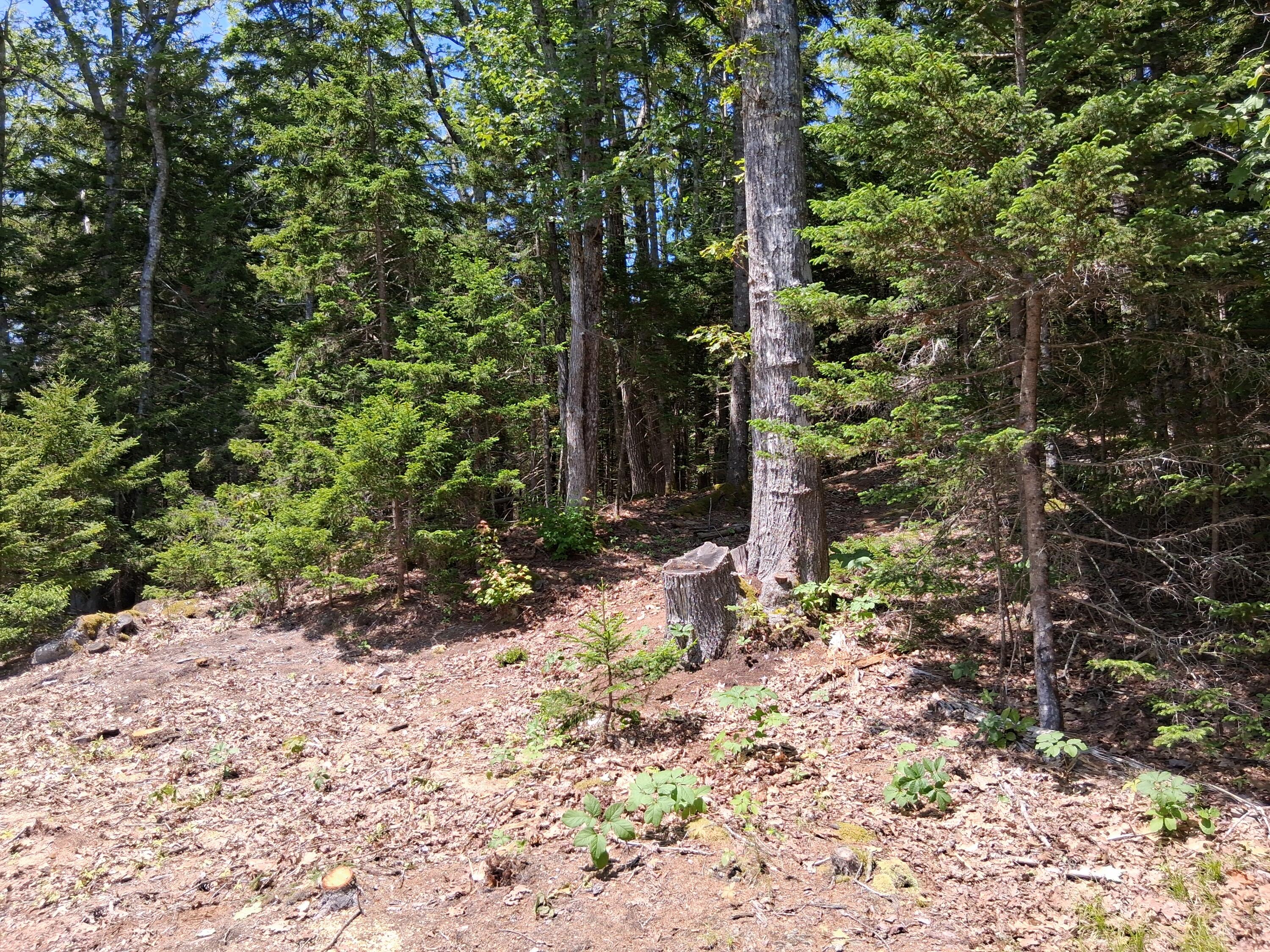 50 Bunchberry Lane Bristol ME 04554