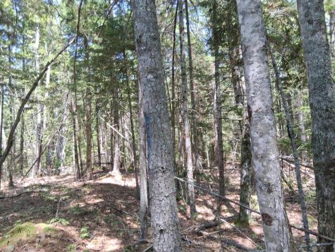 50 Bunchberry Lane Bristol ME 04554