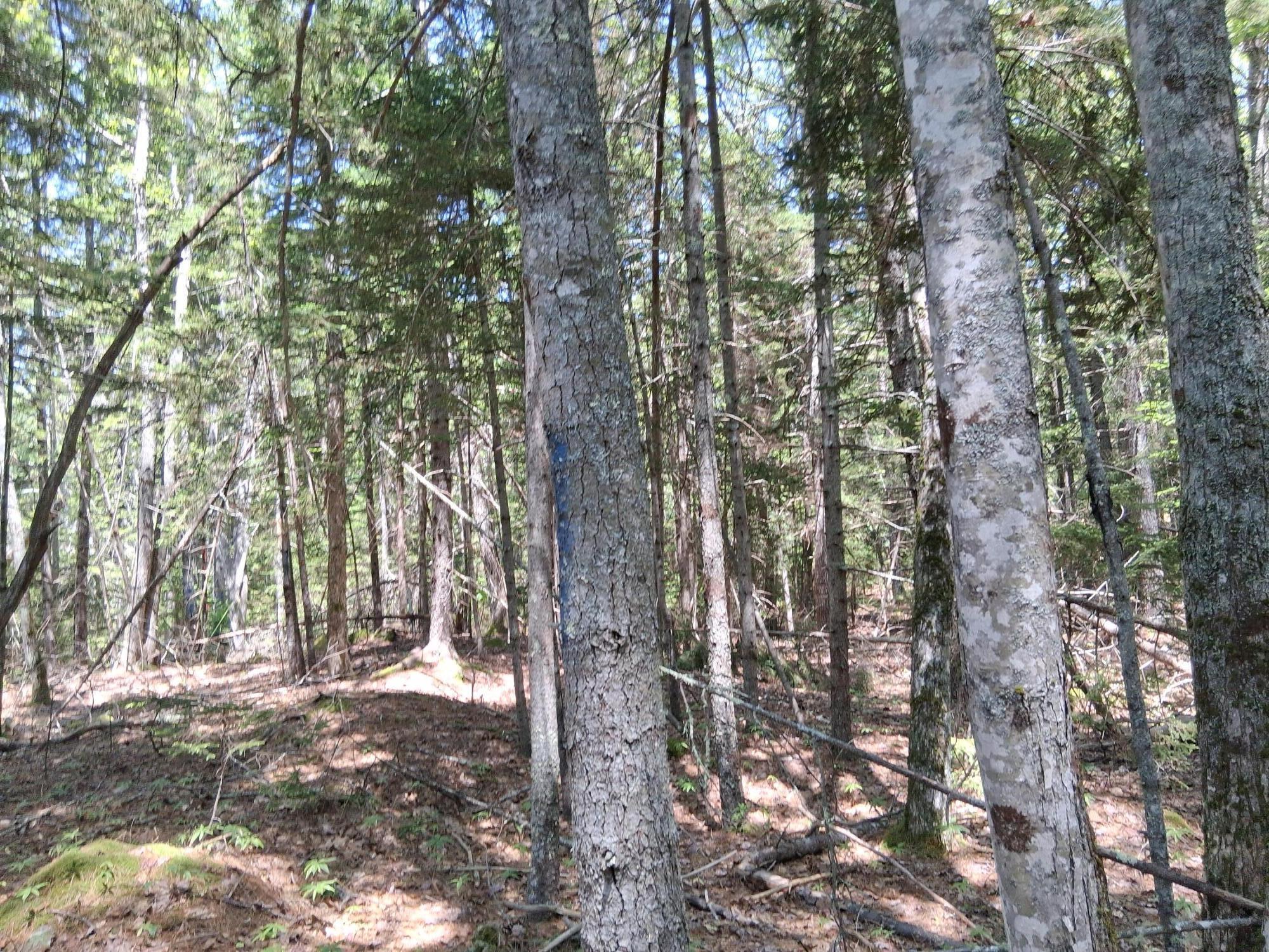 50 Bunchberry Lane Bristol ME 04554