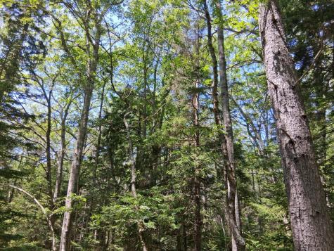 50 Bunchberry Lane Bristol ME 04554