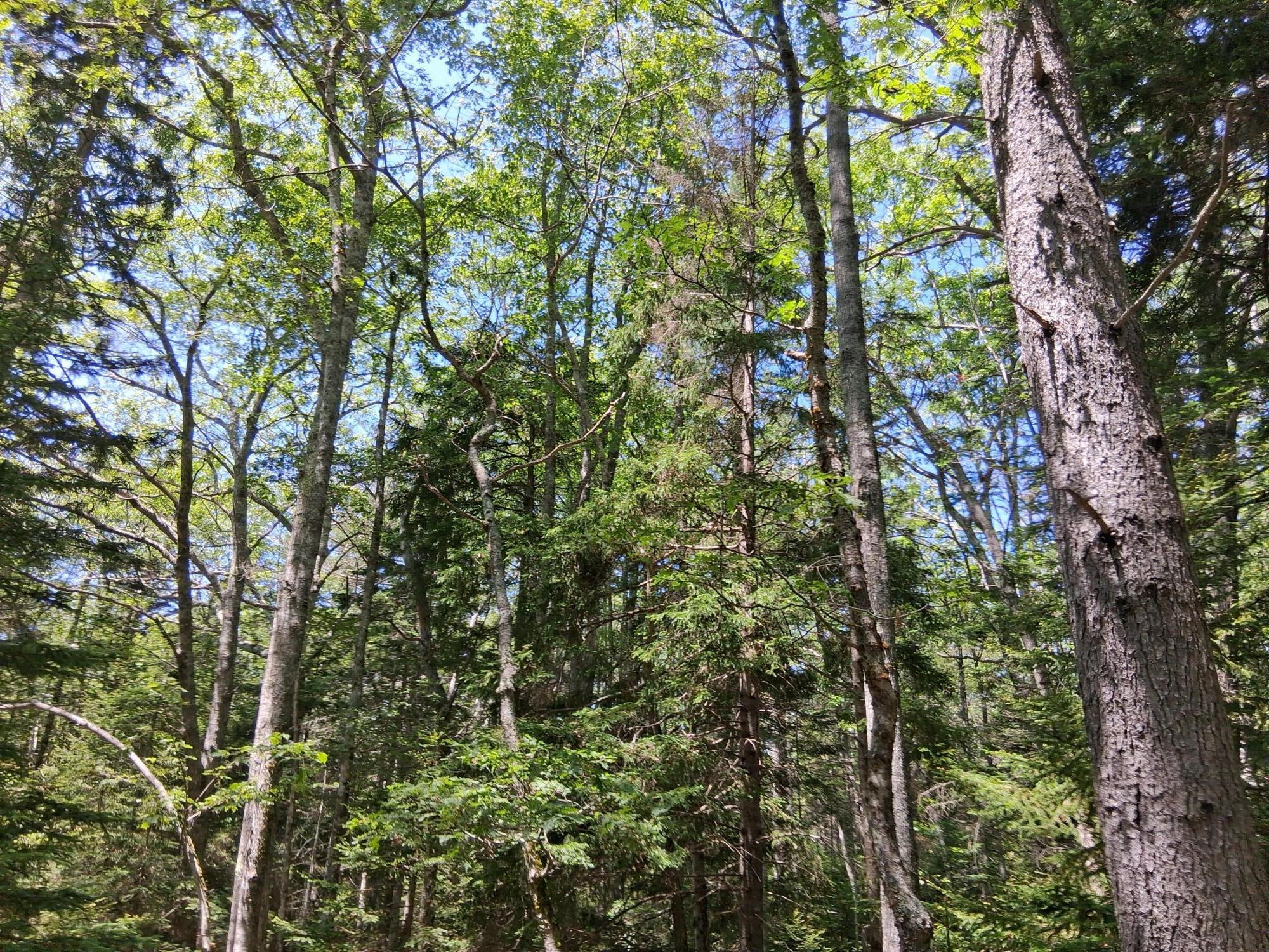 50 Bunchberry Lane Bristol ME 04554