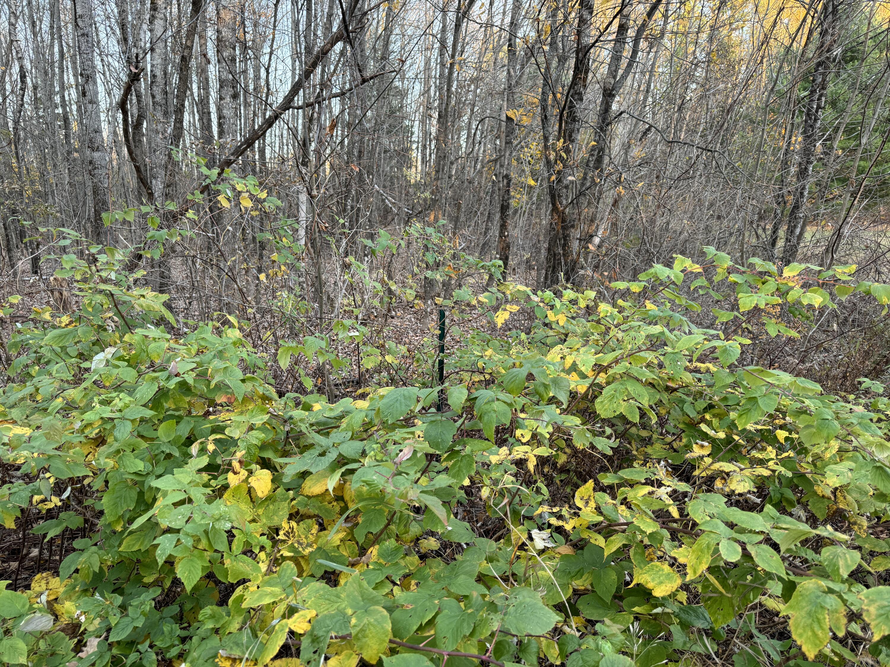 Lot # 90 Wing Road Dexter ME 04930