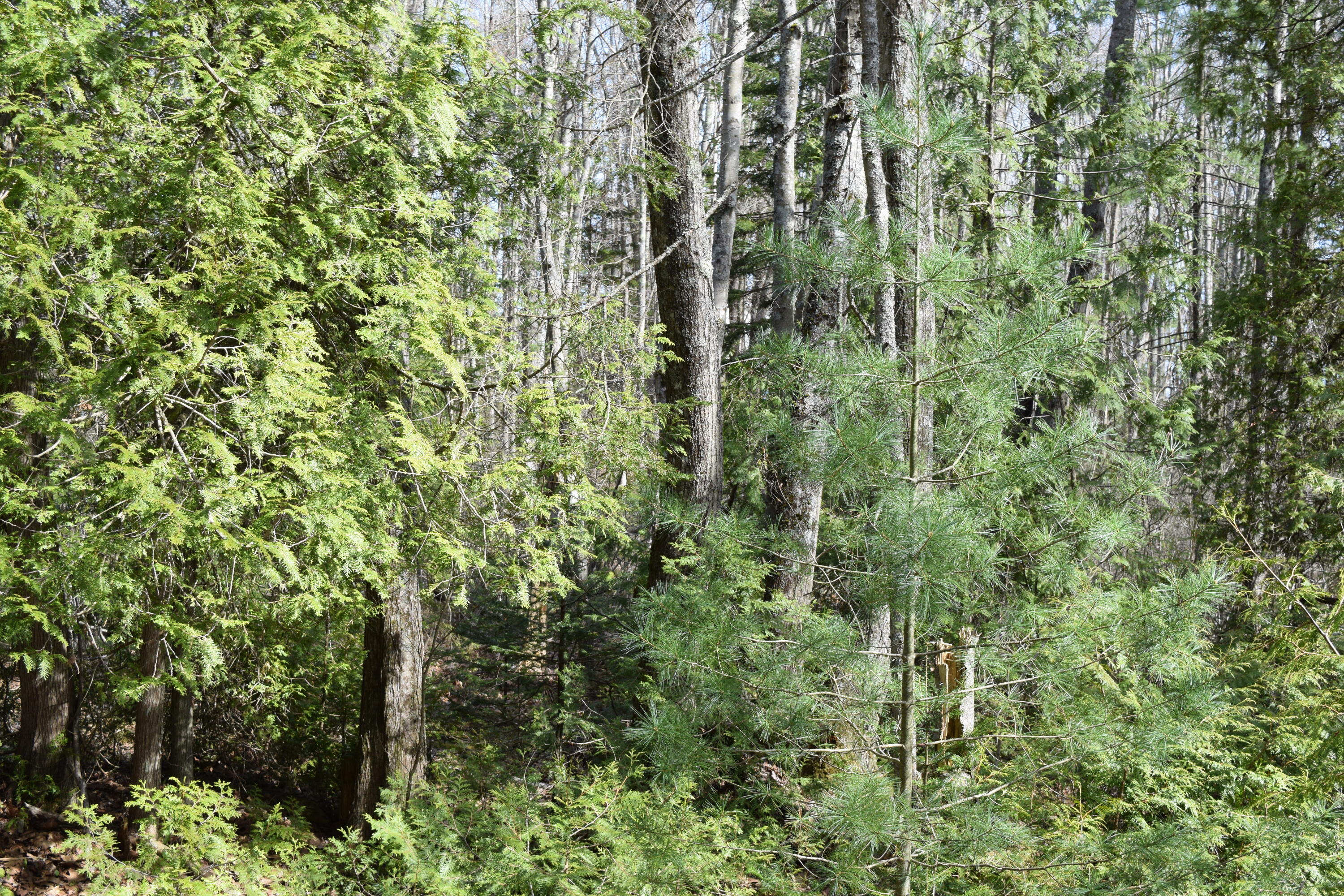 Lot 49 Heron Lane Harpswell ME 04079