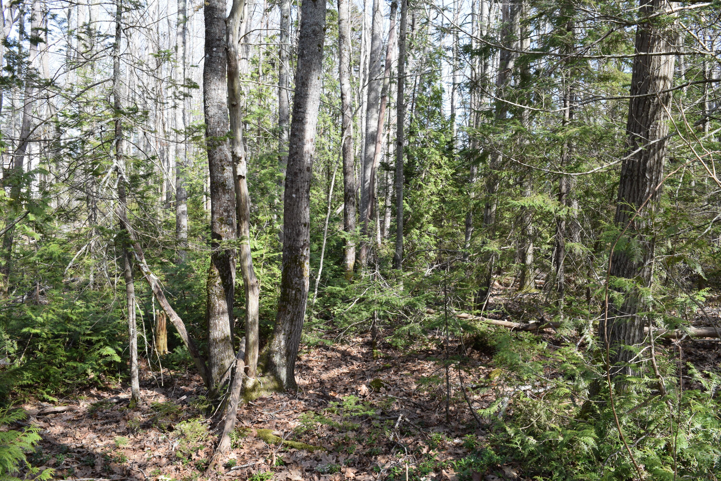 Lot 49 Heron Lane Harpswell ME 04079