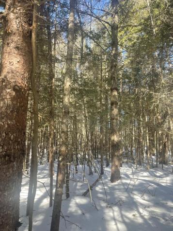 Lot 8 Forest Avenue Machias ME 04654