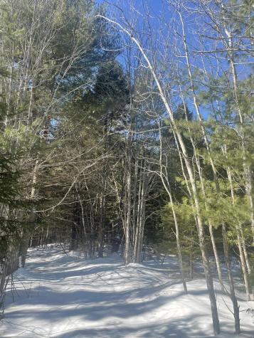 Lot 8 Forest Avenue Machias ME 04654