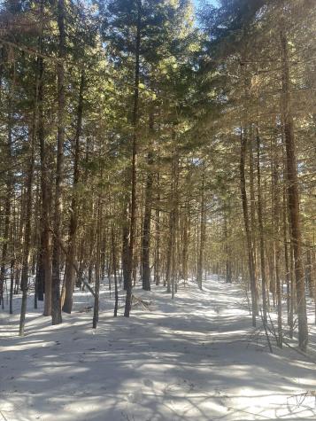 Lot 8 Forest Avenue Machias ME 04654