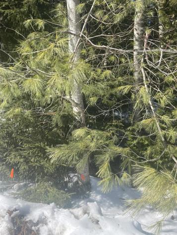 Lot 8 Forest Avenue Machias ME 04654