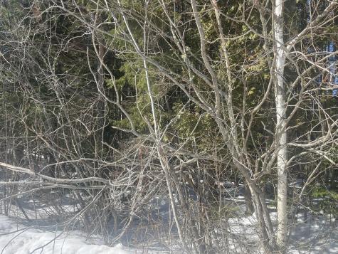 Lot 8 Forest Avenue Machias ME 04654