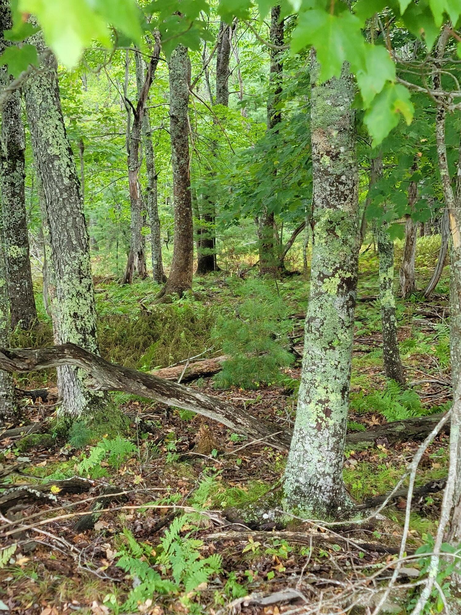 Lot #13-1 Shore Road Ellsworth ME 04605