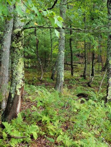 Lot #13-1 Shore Road Ellsworth ME 04605