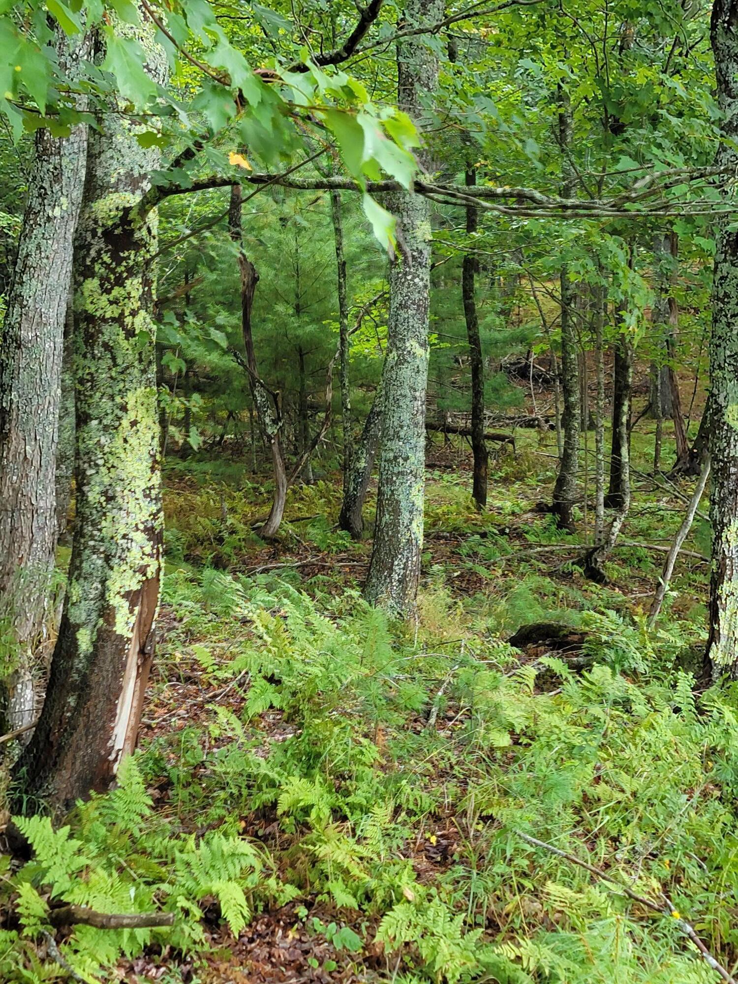 Lot #13-1 Shore Road Ellsworth ME 04605