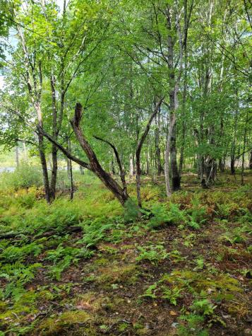 Lot #13-1 Shore Road Ellsworth ME 04605