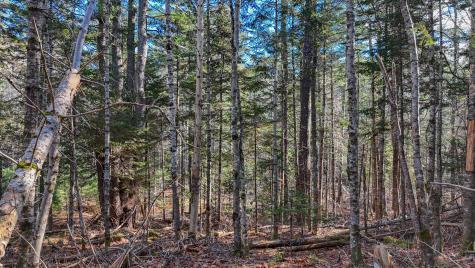 Lot #13-1 Shore Road Ellsworth ME 04605