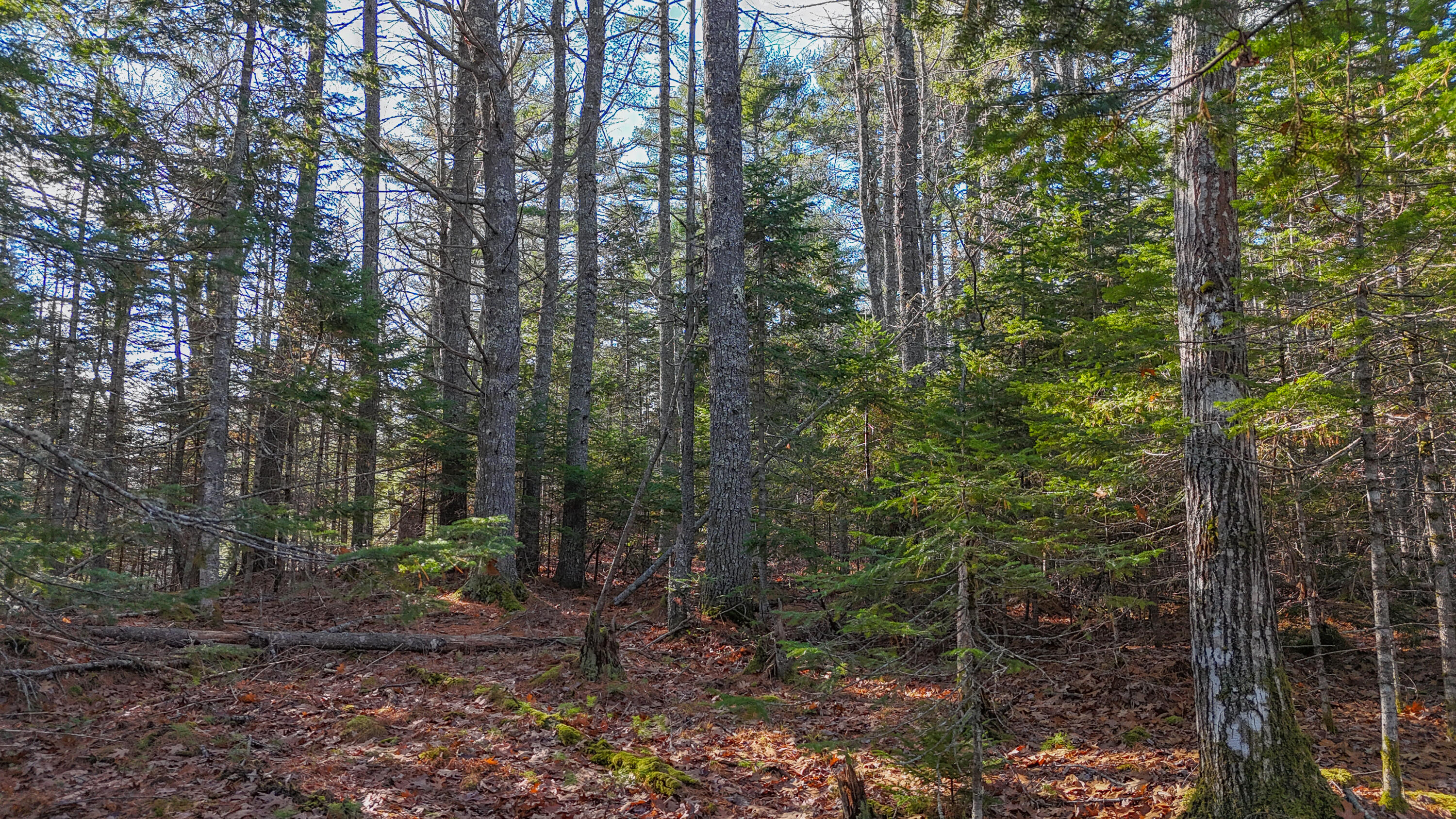Lot #13-1 Shore Road Ellsworth ME 04605