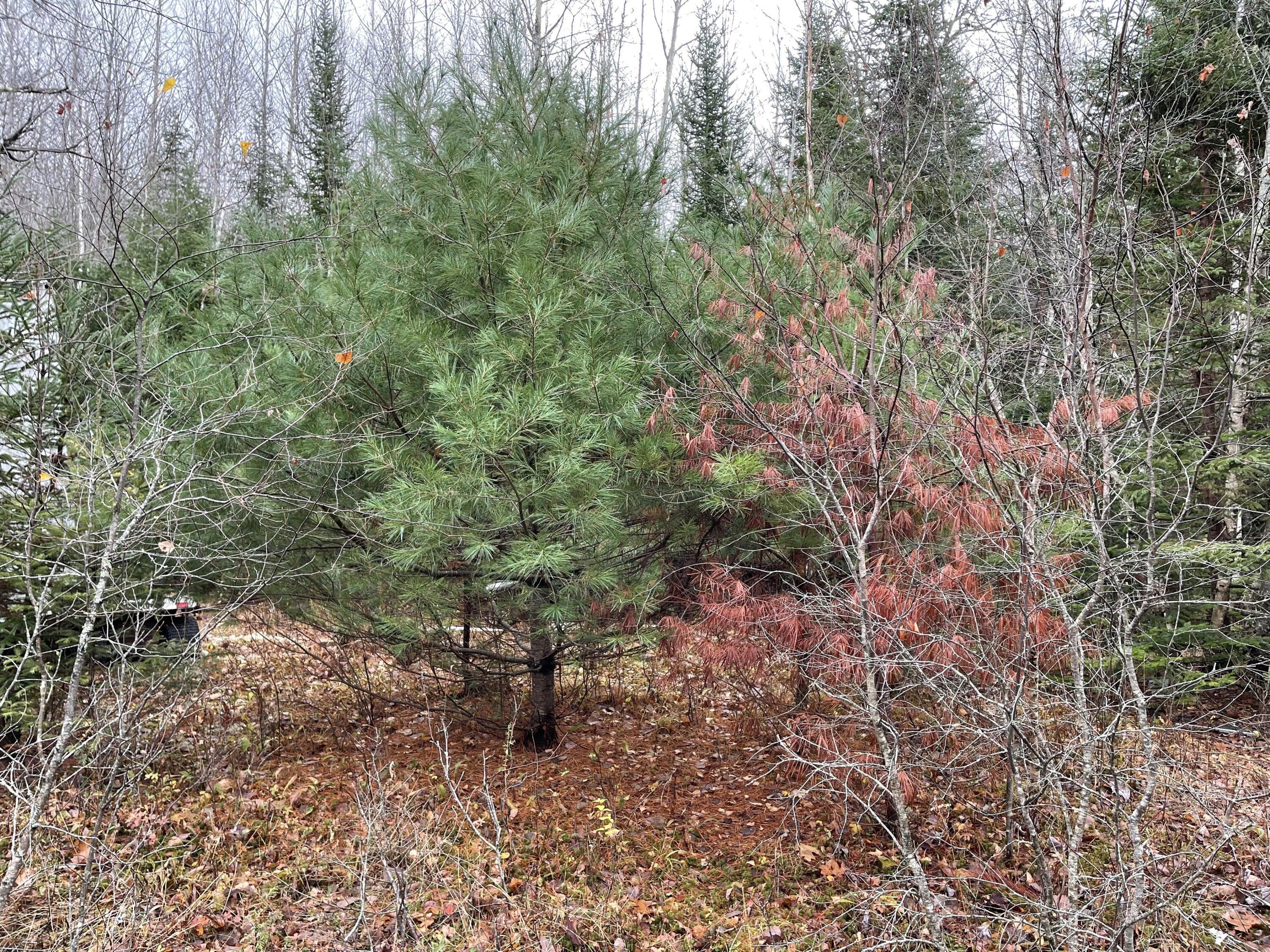 194 E Gulch Road Thorndike ME 04986