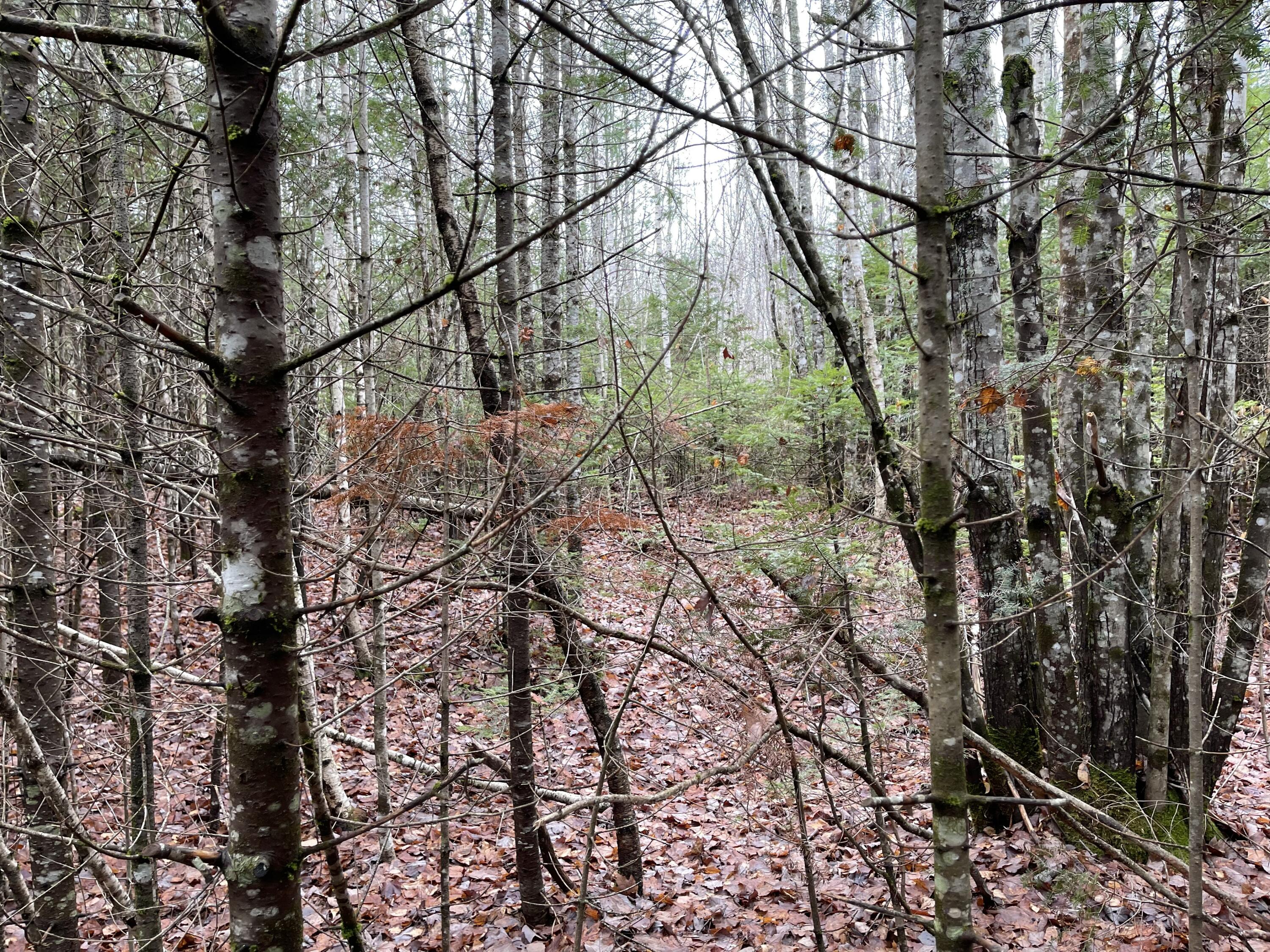 194 E Gulch Road Thorndike ME 04986