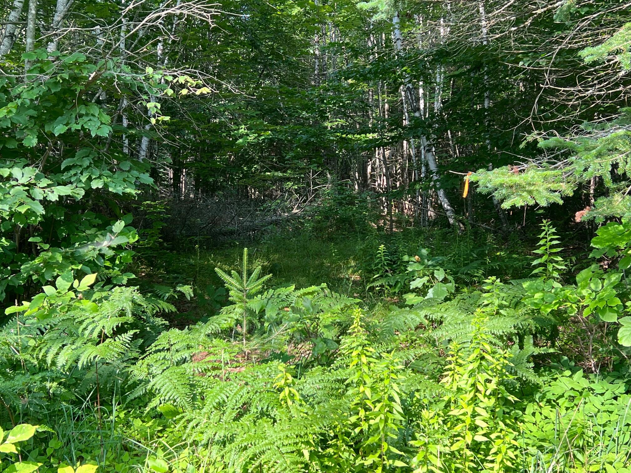 Tbd W Main Street Dover-foxcroft ME 04426