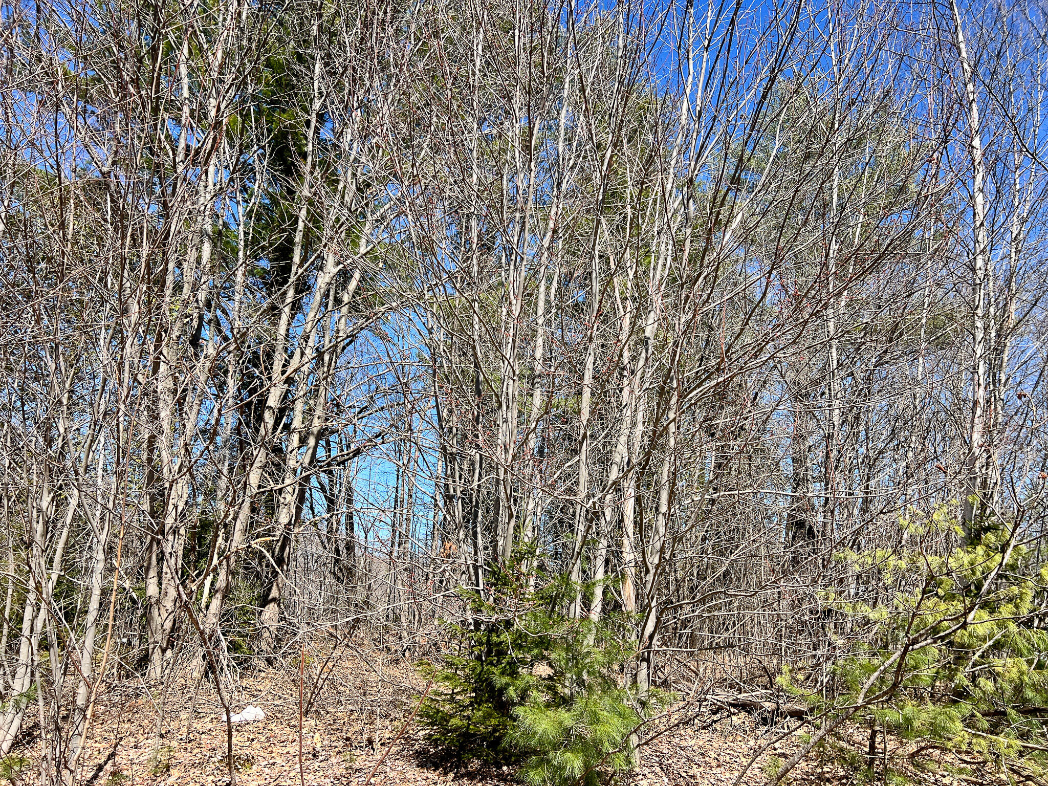 M11l3-4 Main Road Greenbush ME 04418