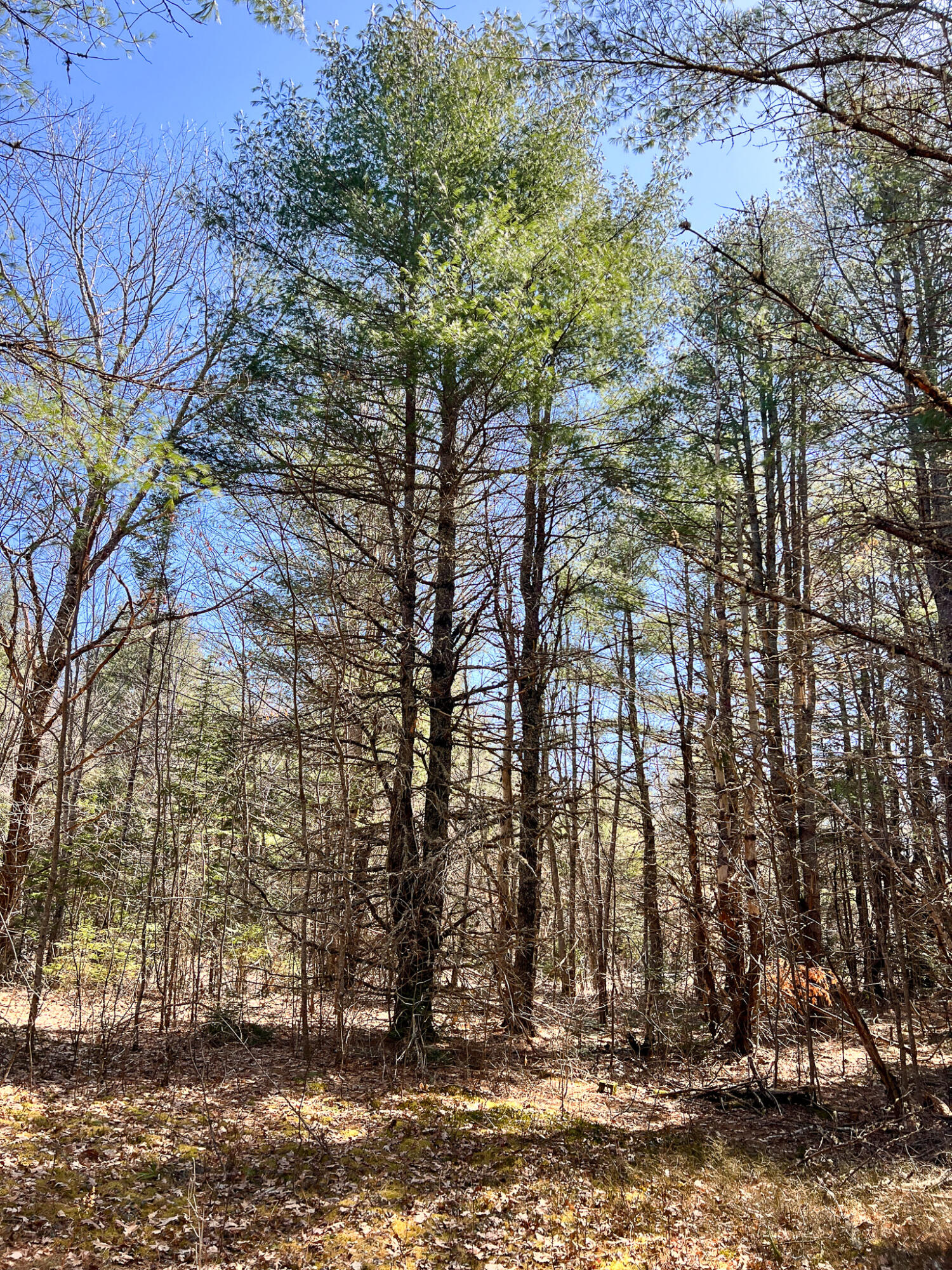 M11l3-4 Main Road Greenbush ME 04418