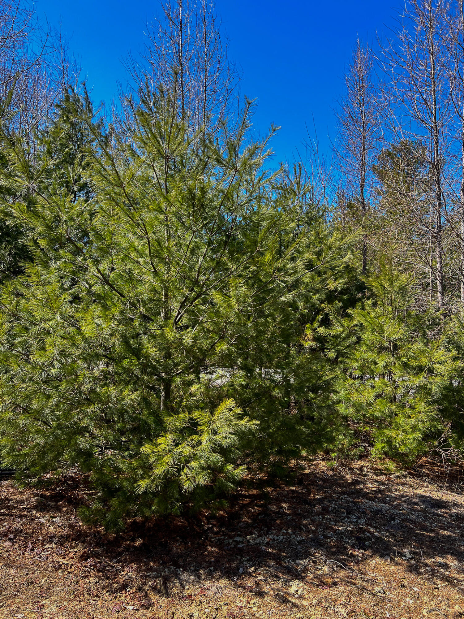 M11l3-4 Main Road Greenbush ME 04418