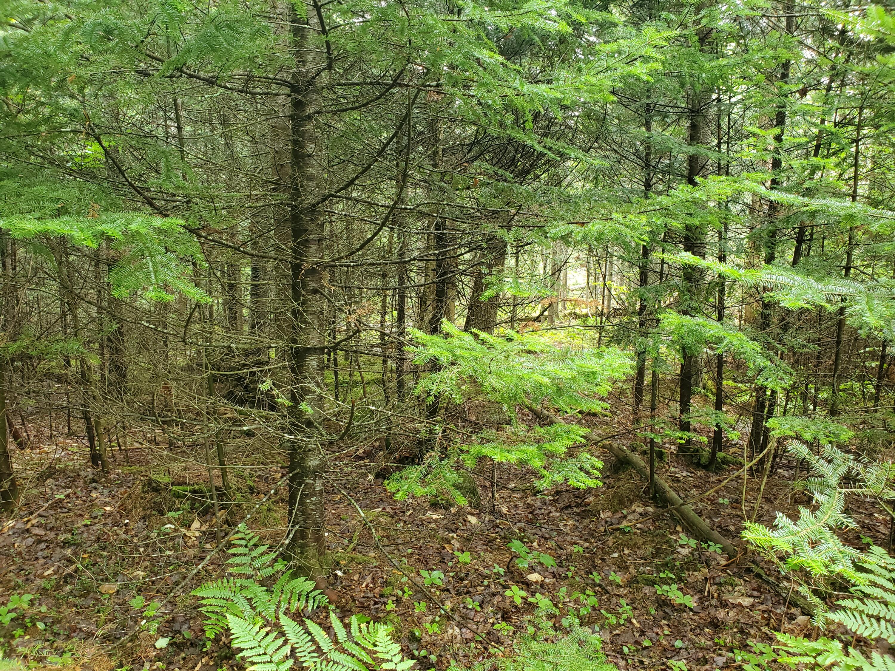 337 Fuller Corner Road Hartland ME 04943