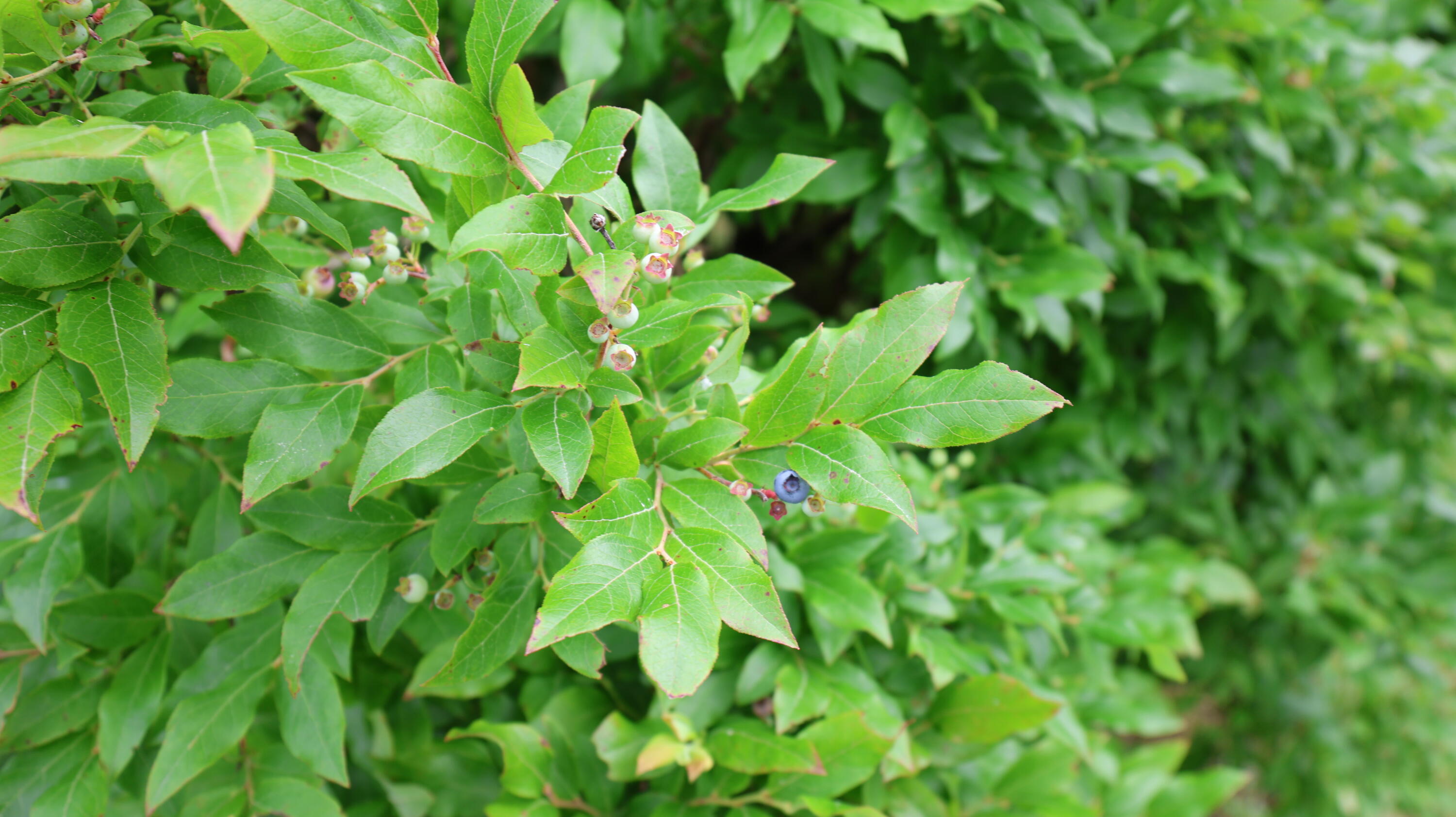 1146 Post Road Bowdoinham ME 04008