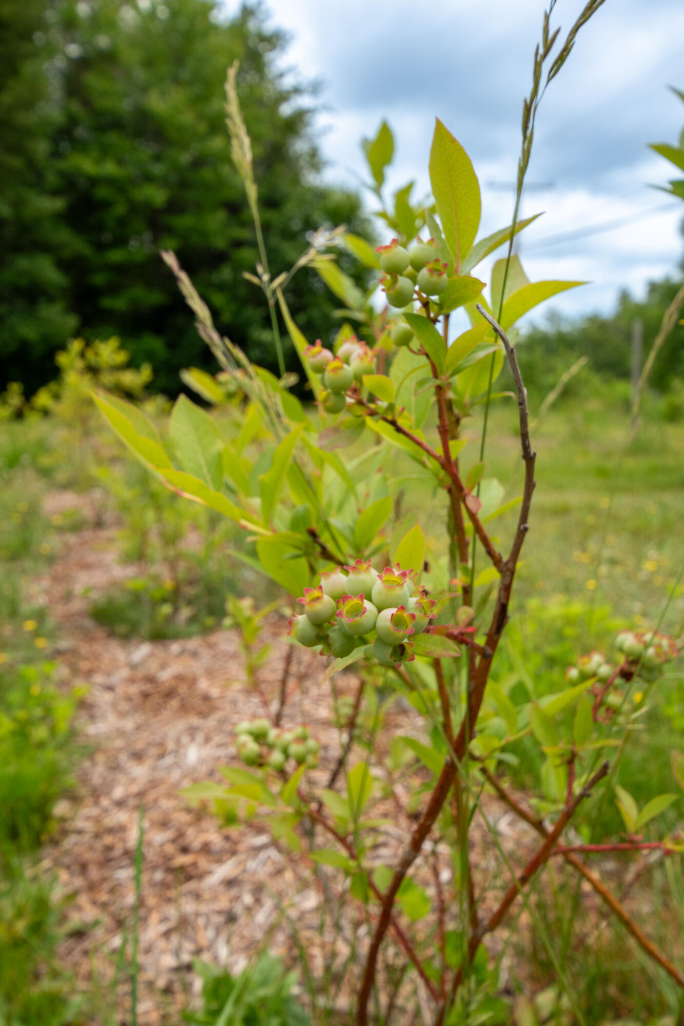 9 State Park Road Dover-foxcroft ME 04426