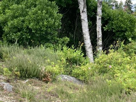 157 Jellison Cove Road Hancock ME 04640