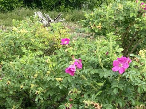 157 Jellison Cove Road Hancock ME 04640