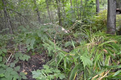 51 N Guilford Road Monson ME 04464