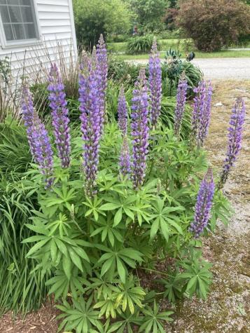 22 Old Jay Hill Road Jay ME 04239