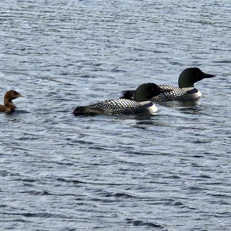 176 Island Way Carmel ME 04419