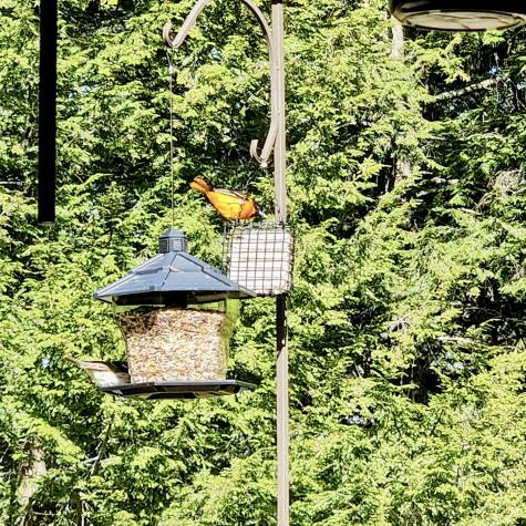 176 Island Way Carmel ME 04419