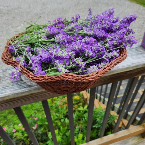 176 Island Way Carmel ME 04419