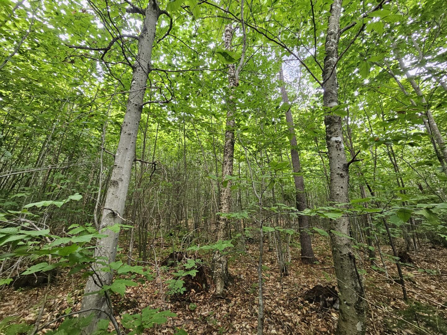 33 Charles Farm Trail Rome ME 04963