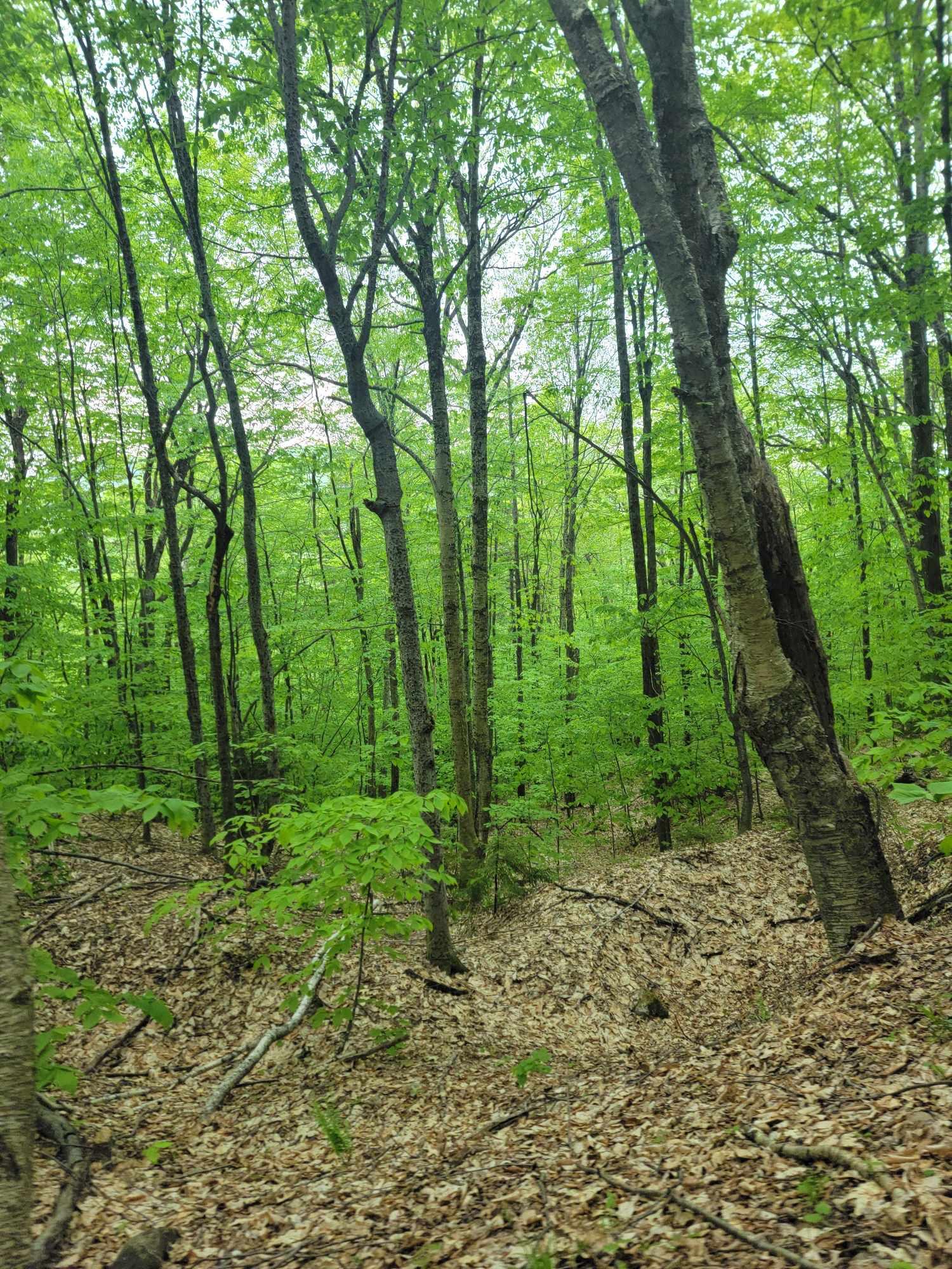 233 Weld Road Phillips ME 04966