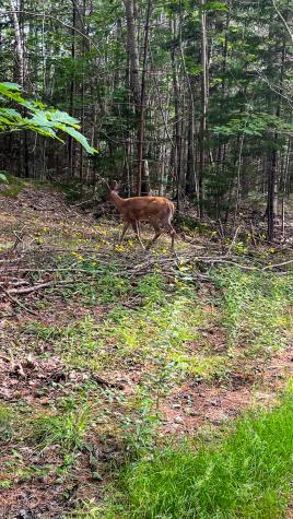 1218 Upper Dobsis Road Lakeville ME 04487