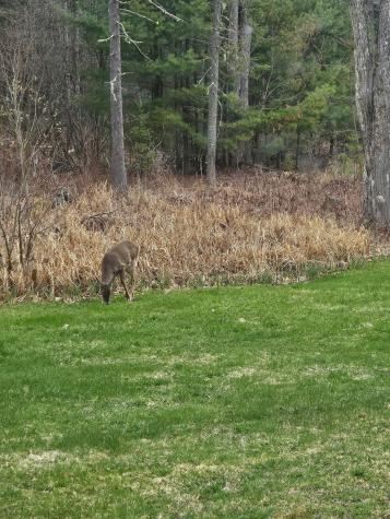 93 Youngtown Road Lincolnville ME 04849