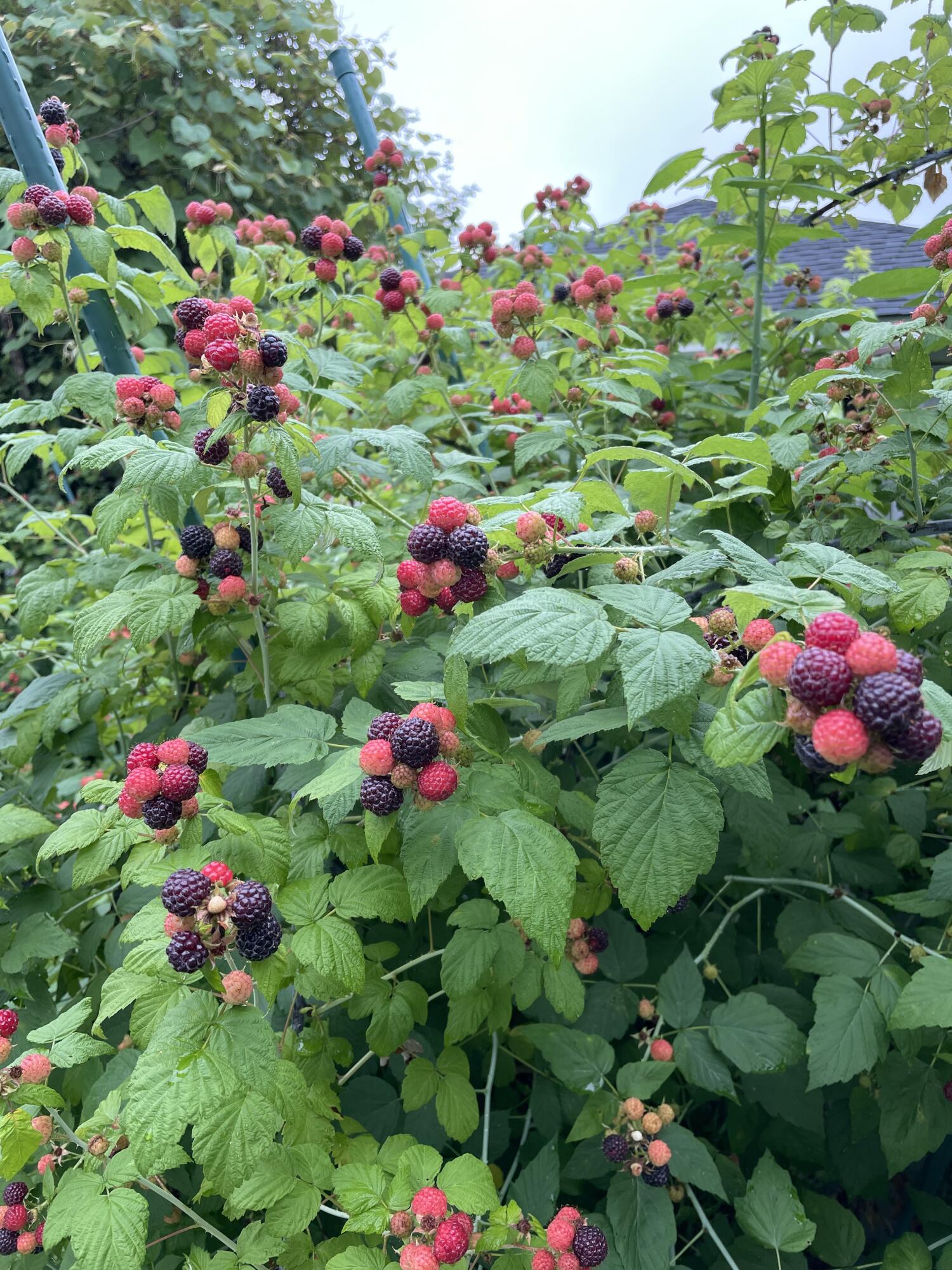 200 Maple Street Bangor ME 04401