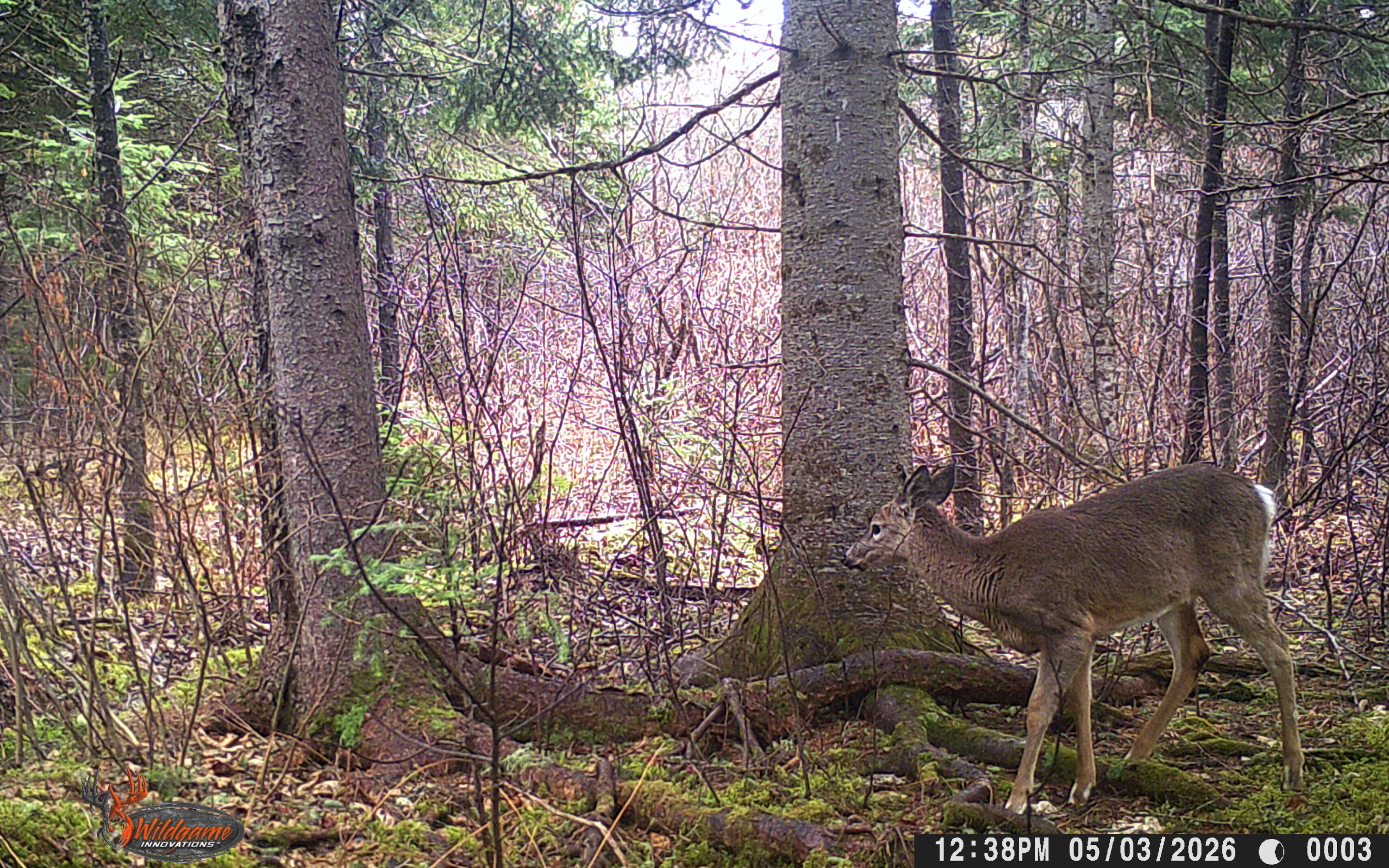 345 Mcintyre Road Woodland ME 04736
