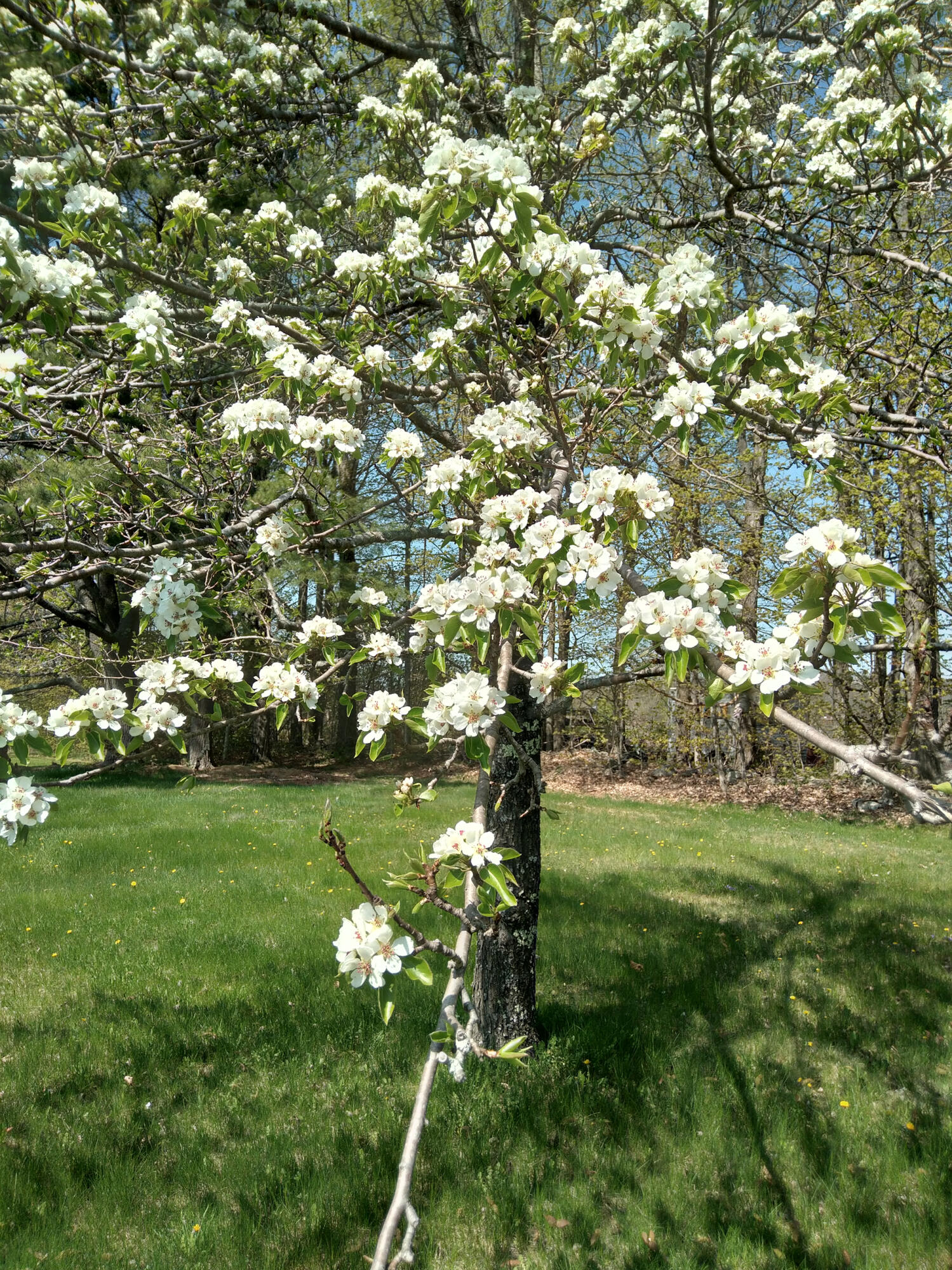 389 Higgins Road Pittsfield ME 04967