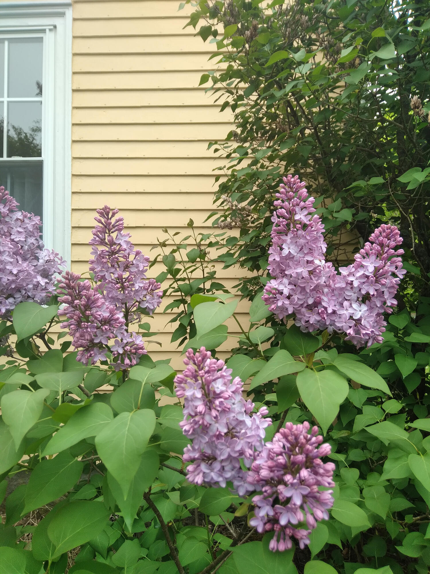 389 Higgins Road Pittsfield ME 04967