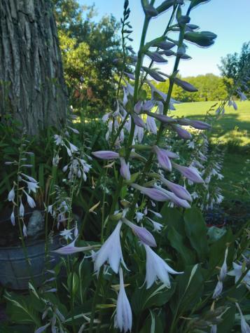 389 Higgins Road Pittsfield ME 04967