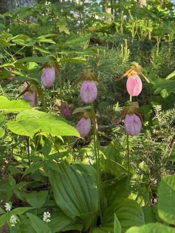 9 Kennebec Circle Bath ME 04530