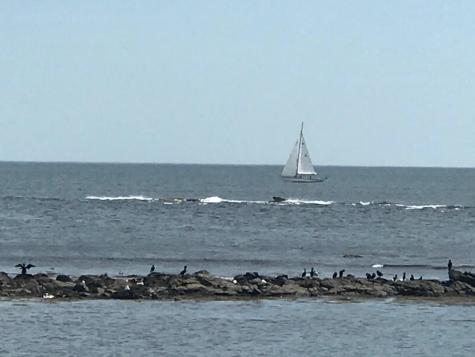 26 Gold Ribbon Drive Wells ME 04090