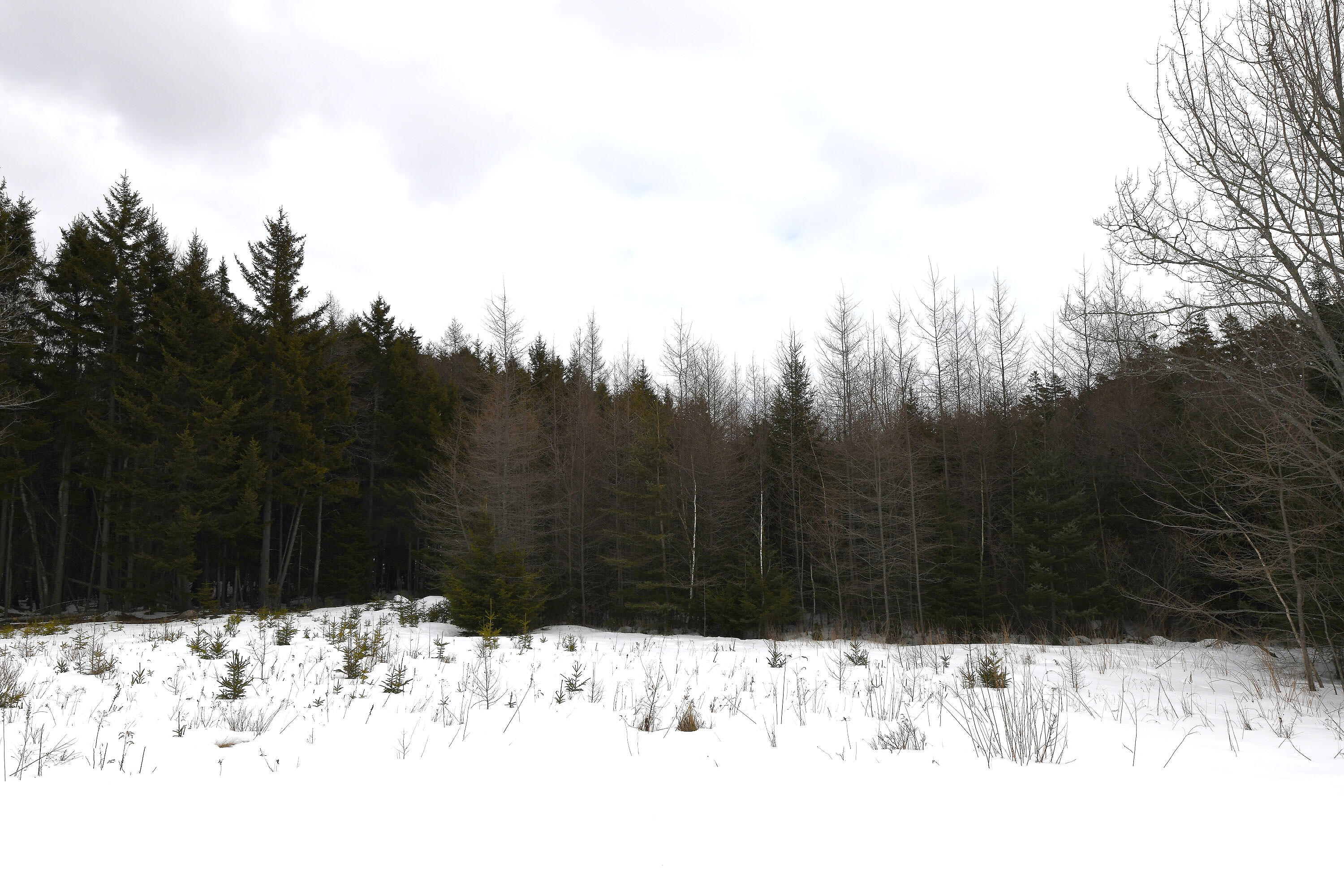 12 Lindsay's Road Deer Isle ME 04627